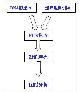 RAPD技術1